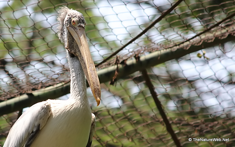 Spot-billed Pelican